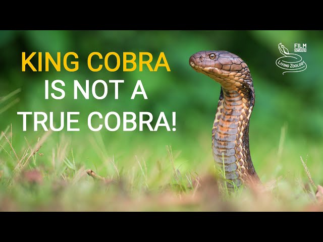Deadly venomous King cobra is not a true cobra!