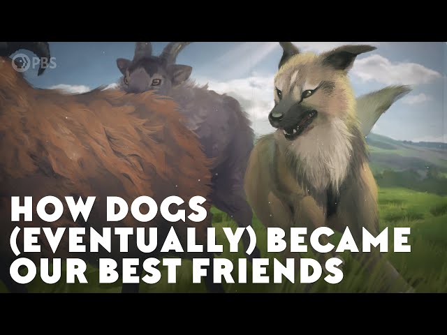 How Dogs (Eventually) Became Our Best Friends