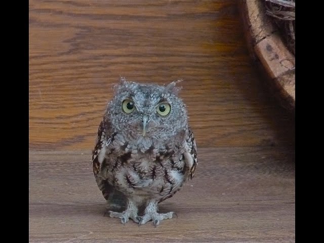 Owl as a Spirit Guide--What it Means When You Are Suddenly Seeing Owls Everywhere