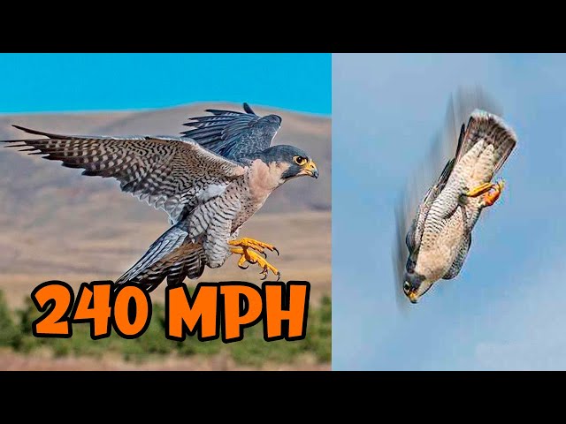 The FASTEST BIRDS In The World 🦅