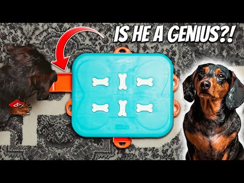 Can My Dog SOLVE These Puzzles?! (Levels 1,2,3)