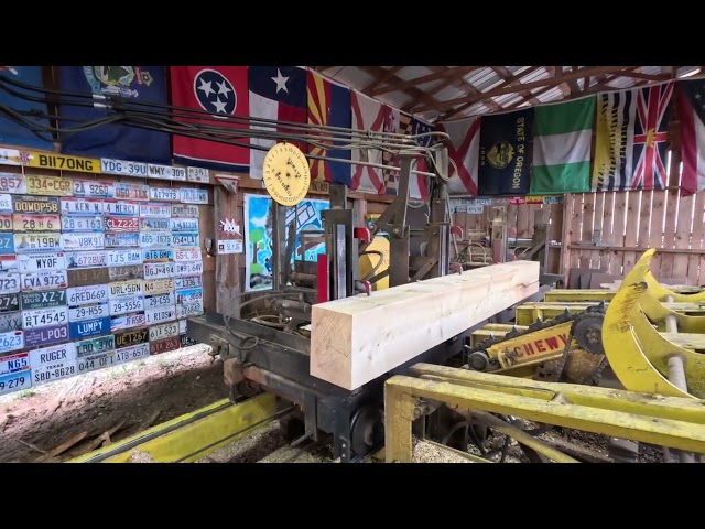 sawing our first Ginkgo log snack video # 549