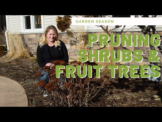 Spring Garden Clean up - Pruning Perennials and Fruit Trees