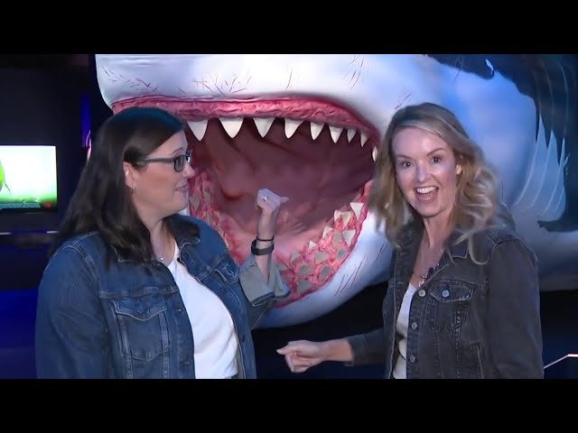 How to Touch a Real Shark at the Houston Museum of Natural Science