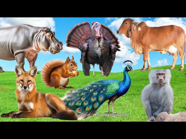 Cute Baby Monkeys: Peacock, Fox, Hippopotamus, Baboon, Cow, Turkey, Mandrill - Lovely Animal Sounds