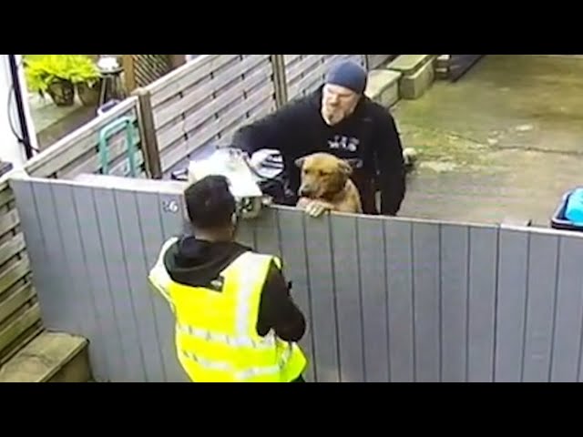 Dog SHOCKS Delivery Driver FUNNIEST Pets Caught on CCTV 🤣