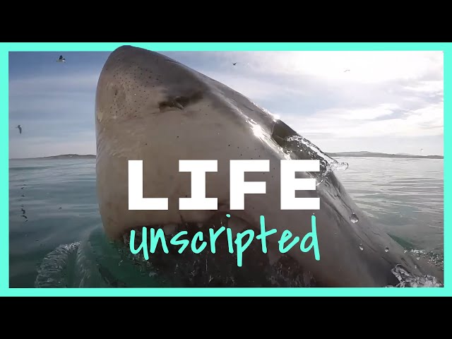 Mutilated by Shark & Loving Life | Life Unscripted