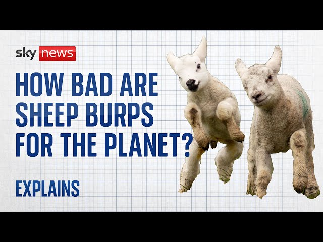 Testing how bad sheep burps are for the planet