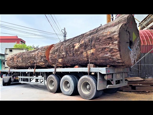 Amazing Sawmill Wood Cutting - Do You Think This Tree Is 5000 Years Old And How Will It Be Treated