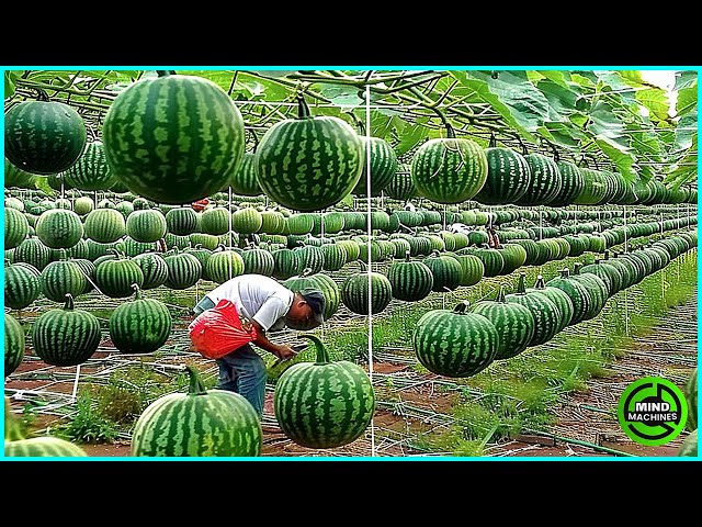 The Most Modern Agriculture Machines That Are At Another Level,How To Harvest Watermelons In Farm▶19