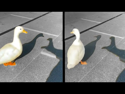 Duck Breaks Man's Heart