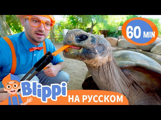 Блиппи в зоопарке города Феникс | Изучай этот мир вместе с Блиппи | Обучающие видео для | Blippi