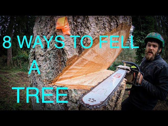 WORLD'S BEST TREE FELLING TUTORIAL! Way more information than you ever wanted on how to fell a tree!