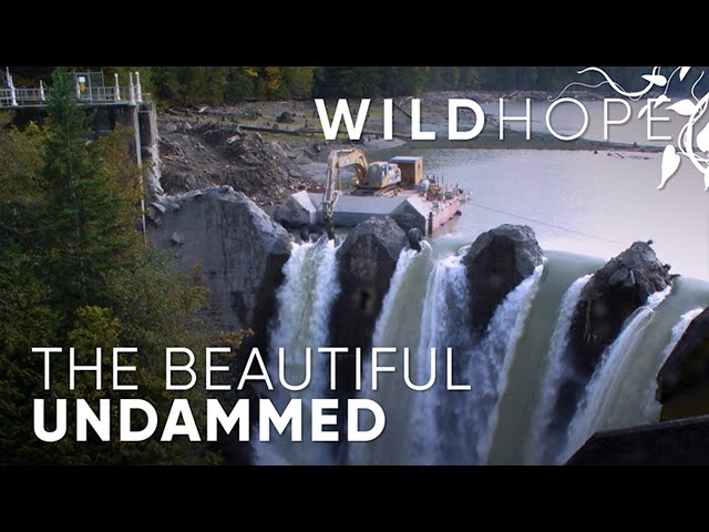 Undamming a river, rebuilding a forest | WILD HOPE