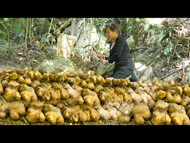 Harvesting Wild Tubers to Market Sell - Cook and Take Care of the Vegetable Garden