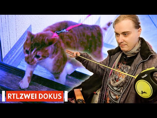 Katze an der Leine? | Hartz, Rot, Gold | RTLZWEI Dokus