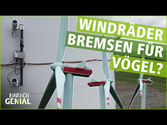 Windräder, die für Vögel bremsen | Einfach Genial | MDR