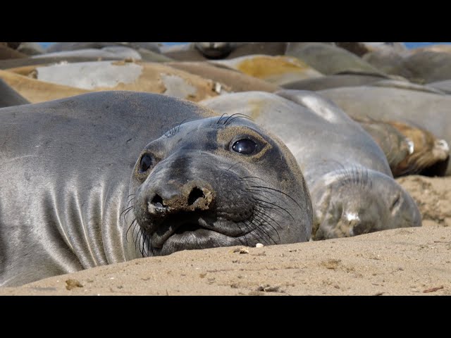Cameras that Uncover a Seal's Deep-Water Diet | The Henry Ford’s Innovation Nation