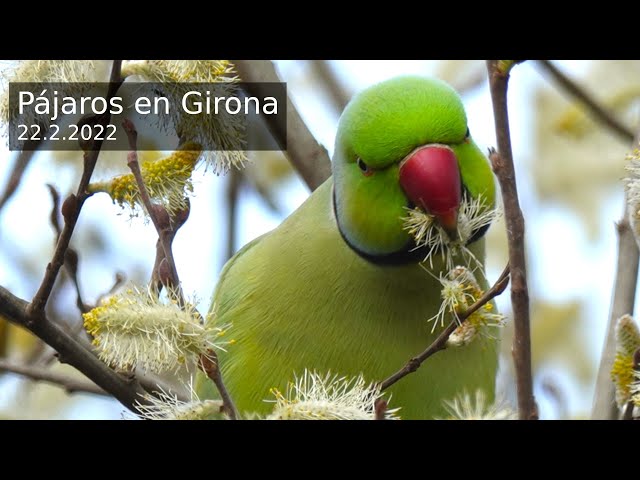 Pájaros en Girona