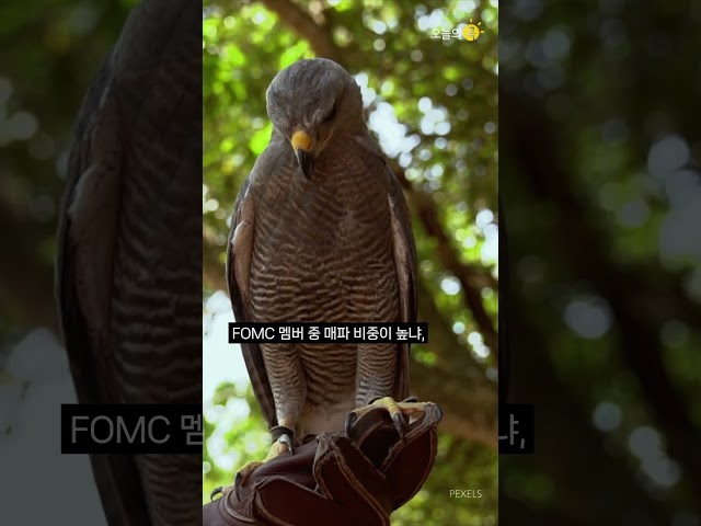 알쏭달쏭 궁금한 해외 경제 상식 ② 매파와 비둘기파, 베이지북