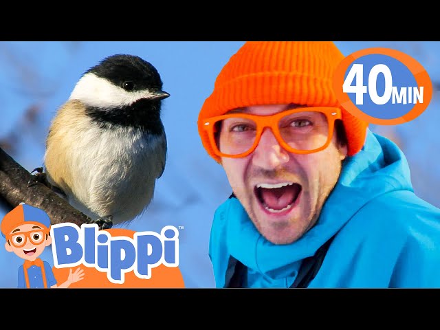 Blippi Learns About Birds and Draws a Bird! | BEST OF BLIPPI DRAWS! | Educational Videos for Kids