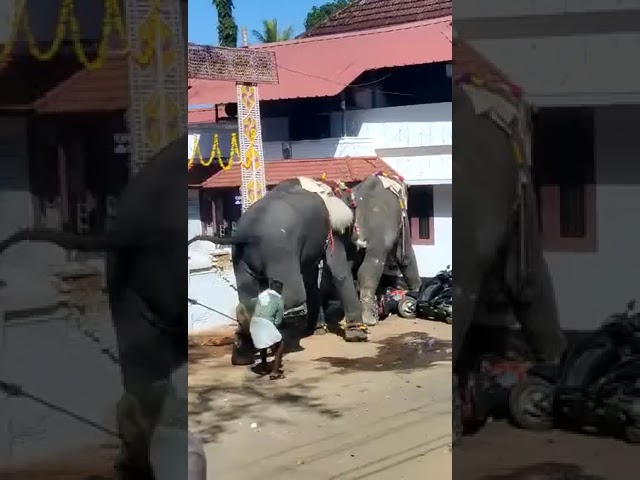 Kankraj elephant fighting #video #viral #Kankraj #Elephant #Fighting