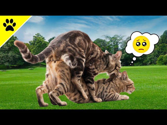DESHALB schreien Katzen bei der Paarung! (Unglaublich)