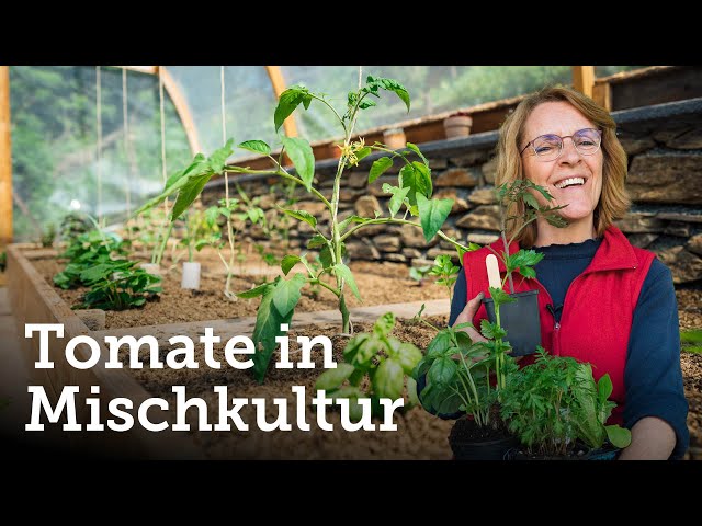Acht perfekte Beetpartner für die Tomate | Paradeiser in Mischkultur pflanzen! 🍅🌱