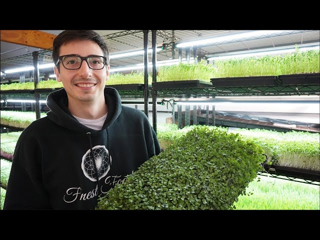 How This Entrepreneur Makes $17,000 Monthly with Microgreens - Learn His Secrets Now!