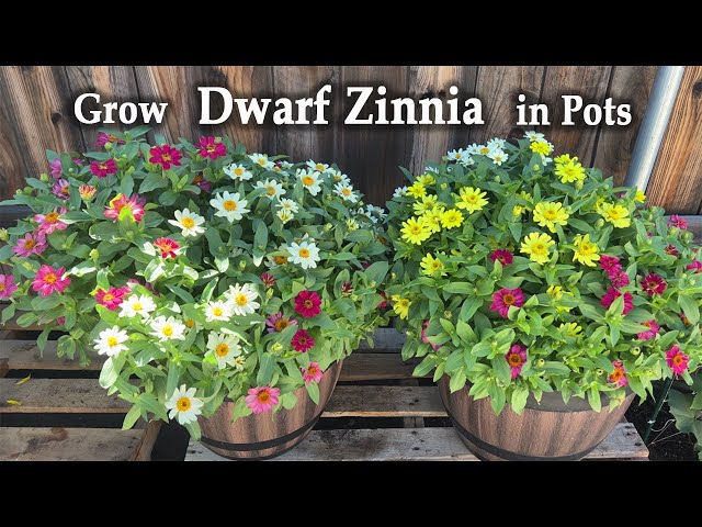 How to Grow Dwarf or Mini Zinnia in Pots from Seed 🌼🌻