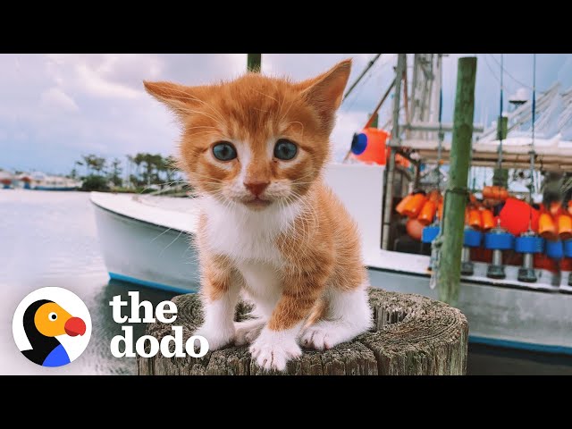Cat Raised By Dogs Races To The Ocean To Swim | The Dodo
