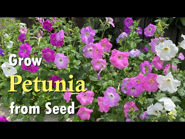 How to Grow Petunia from Seed | An Easy Planting Guide