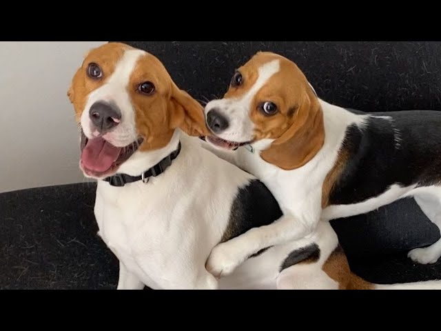 Funny Beagle Dogs videos compilation 2021