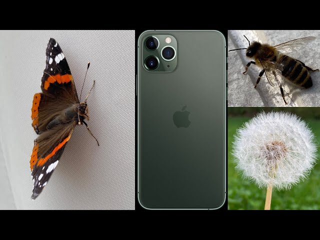 iPhone 11 Pro Macro Photography