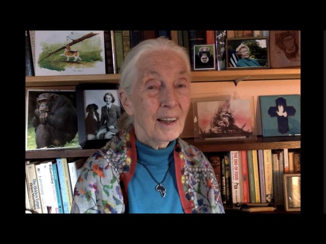 Dr. Jane Goodall's 2020 Templeton Prize Message for Dr. Francis Collins
