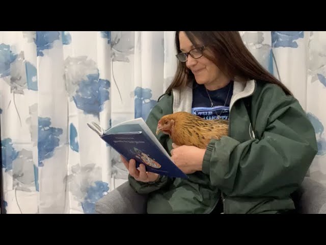 Reading to 14-Year-Old Rescue Chicken Sunrise