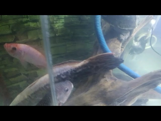 Ikan Toman ku Mati 😢