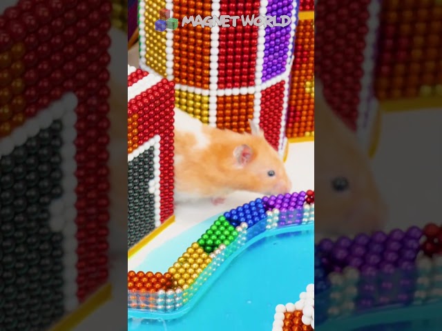 Hamsters loves Slime Pool and Mini House From Magnetic Balls  #magnetworld #shorts