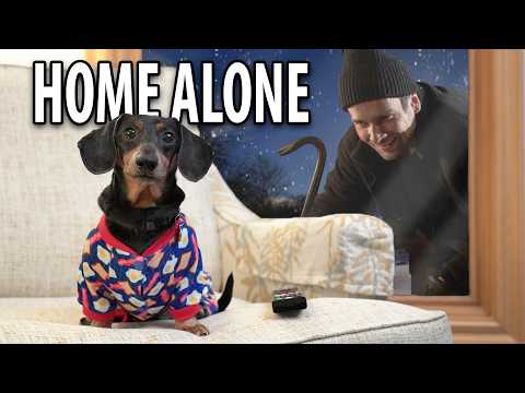 Ep#8: Oakley the Dachshund is.. HOME ALONE! 😮