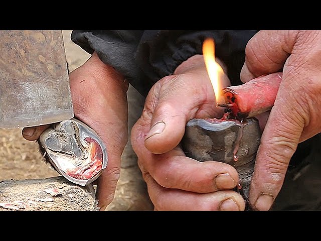 Rescue the diseased donkey hoof,Seal the wound with candles after anti-inflammatory