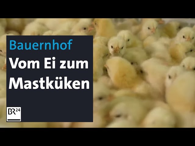 Hühner-Bauernhof: So arbeitet eine der letzten freien Kükenbrütereien in Bayern | Abendschau | BR24