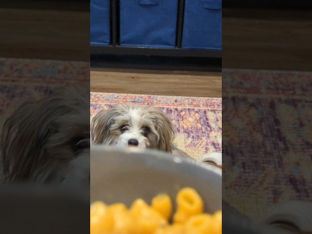 George vs Macaroni #shihpoo #shihtzu #poodle