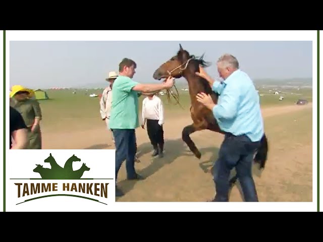 "Dem gehts nicht gut!" - Tamme rettet dem Pferd das Leben | Tamme Hanken | Kabel Eins