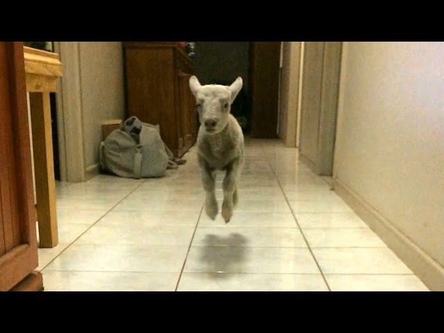 Cute Bouncing Lamb Becomes Huge Internet Star