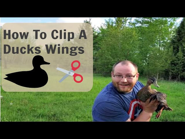 How To Clip A Ducks Wings