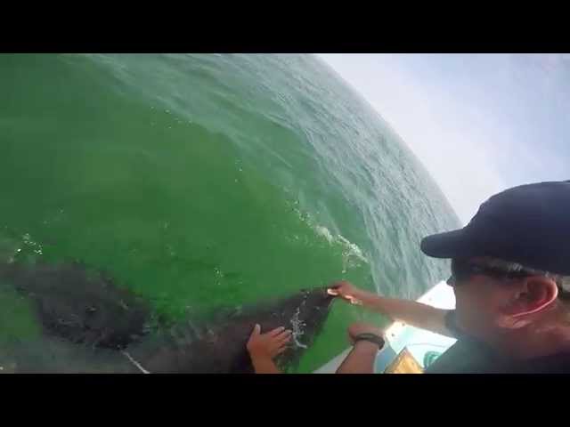Juvenile white shark rescue effort off Chatham, MA - July 13, 2015