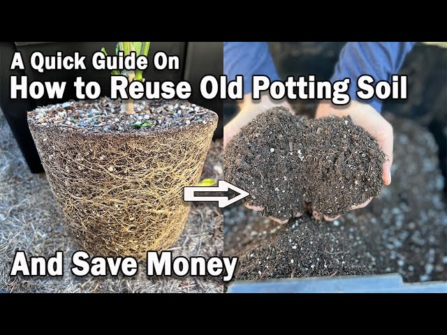 How to Reuse Old Potting Soil for New Plants Instantly and Save Money on Potting Mix