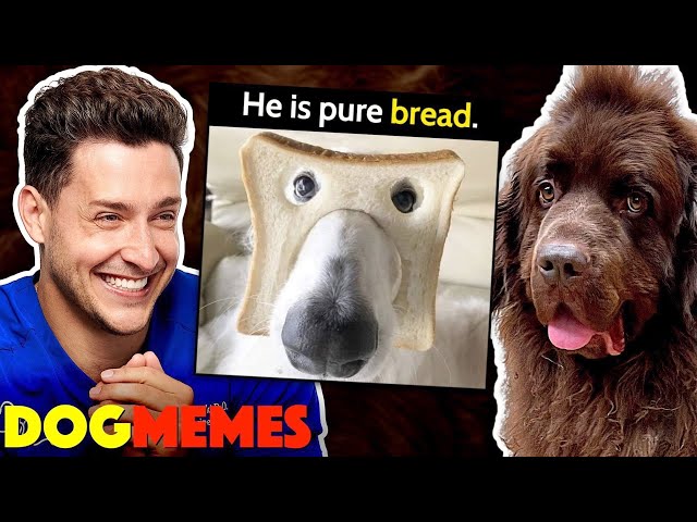 Reacting To Dog Memes With My Newfie Bear