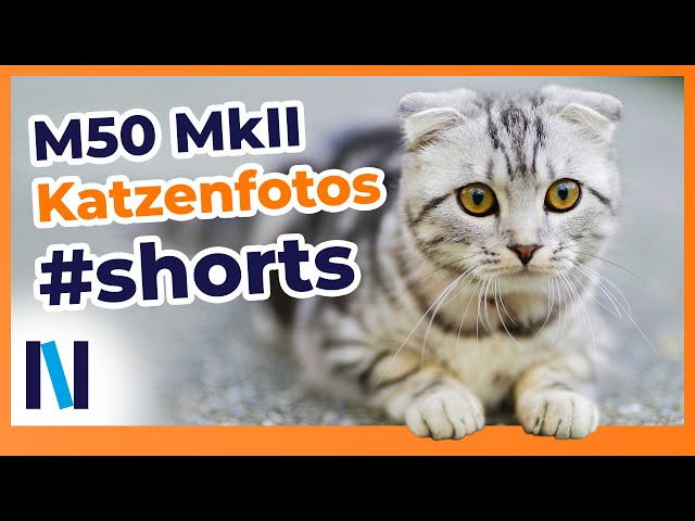Canon EOS M50 MkII: Die süßesten Katzenbilder schießen! #shorts