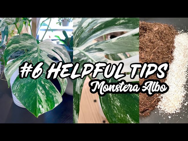 6 Helpful Tips to Repotting | Grow a Monstera Albo Borsigiana 🌿|| A girl with a garden